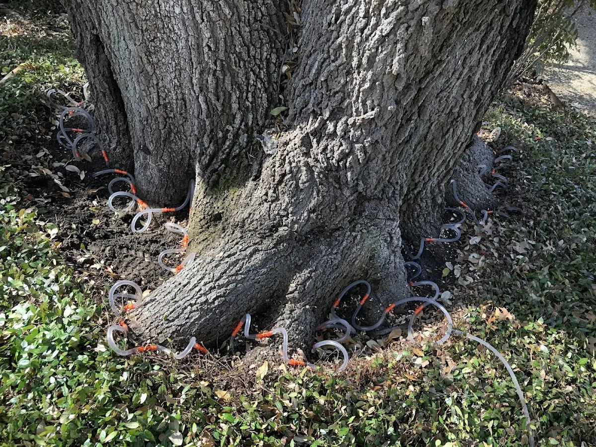 Detailed Tree Cabling and Bracing job site in Beallsville