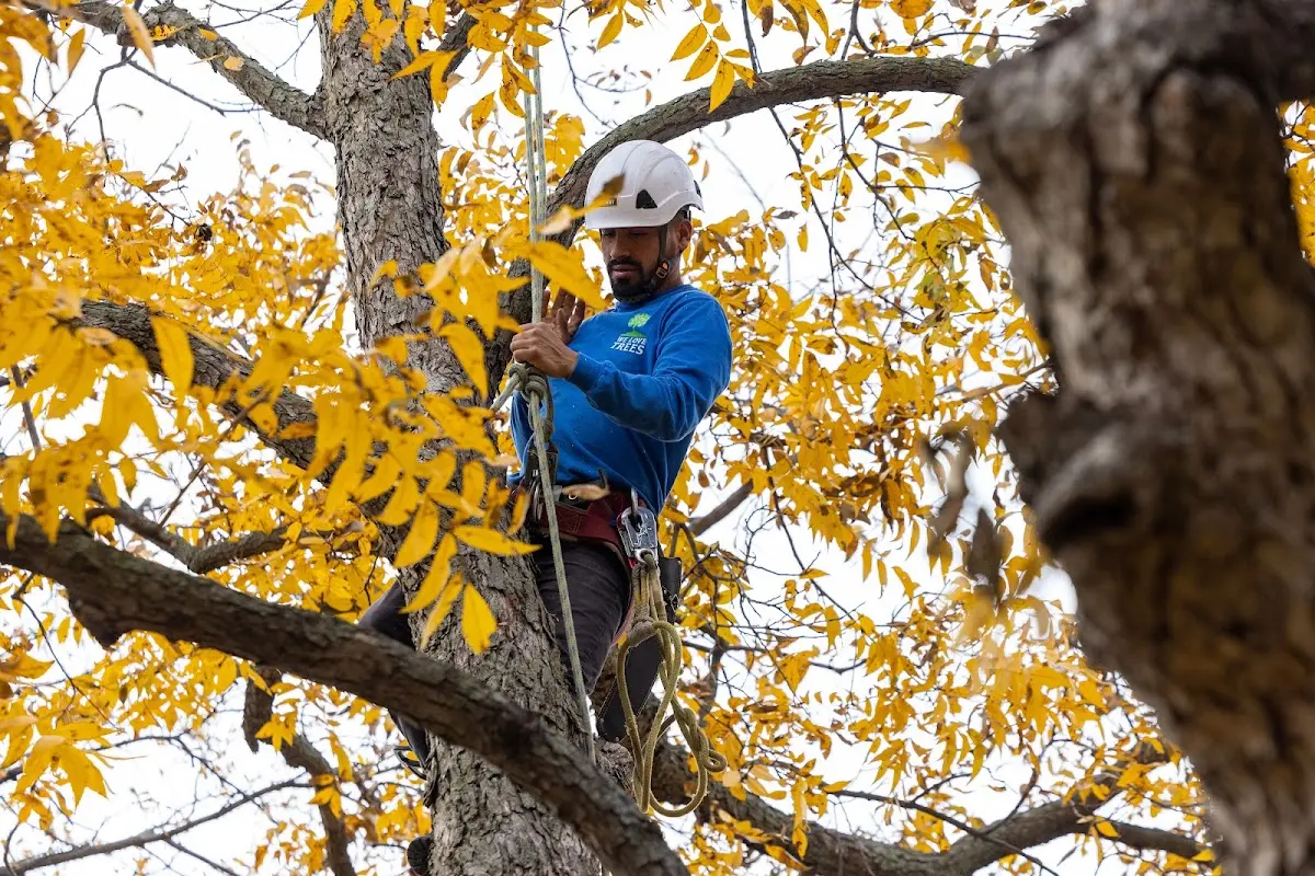 Skilled Tree Planting crew working in Beallsville